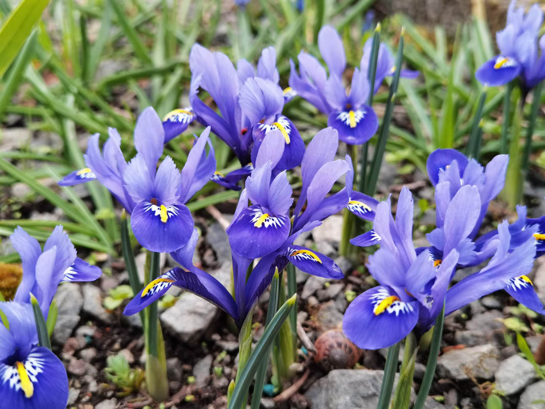 Iris reticulata photo